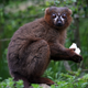 Look at this mongoose lemur. :(